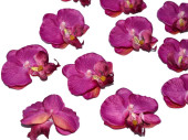 fleuraisons dorchidées "Babylon" 12 pcs....