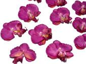 orchid blossoms "Babylon" 12 pcs. purple