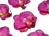 Orchideenblüten "Babylon" 12 Stück violett