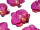 Orchideenblüten "Babylon" 12 Stück violett
