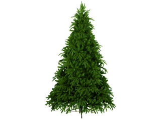 fir "Victoria" var. sizes