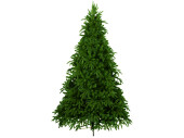 Tannenbaum "Victoria" versch. Grössen
