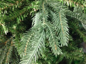 Tannenbaum "Victoria" versch. Grössen