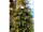 Tannenbaum "Victoria" versch. Grössen
