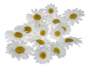 fleuraisons des marguerites 20 pièces Ø 7 + 10cm