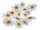 marguerites blossoms set of 20 pieces Ø 7 + 10cm
