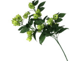 hops branch "premium" 60cm