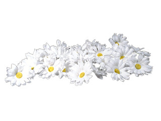 scatter blossoms "marguerite" Ø 9cm 50-pieces white/yellow