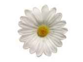 scatter blossoms "marguerite" Ø 9cm 50-pieces white/yellow