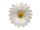 scatter blossoms "marguerite" Ø 9cm 50-pieces white/yellow