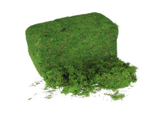 Moos getrocknet grün 1kg