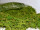 mousse sèche vert 1kg