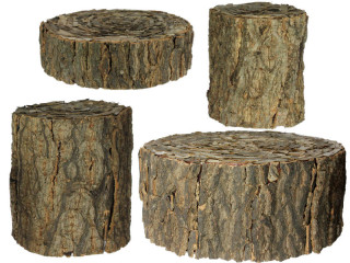 tree trunks with bark var. versions