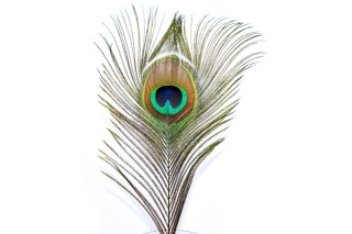 peacock feather 20 - 25cm long