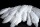 white quills 100g 25 - 30cm long