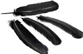 black quills 100g 25 - 30cm long