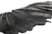 Kielfedern schwarz 100g 25 - 30cm lang