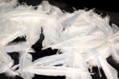 white quills 20g 10 - 15cm long