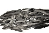 Kielfedern schwarz 20g 10 - 15cm lang