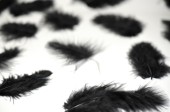 duvets noir 20g 6-8cm de long