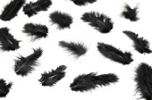 black downy feathers 20g 6-8cm long