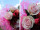 SIZOFLOR fuchsia (3450) 8cm x 25m