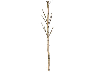 birch trunk with branches 180cm