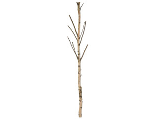 tronc de bouleau avec branches 180cm