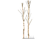 birch trunk with branches 180cm