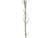 Birkenstamm natur mit Ästen 180cm