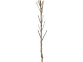 tronc de bouleau avec branches 180cm
