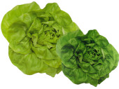 Fotodruck "Salatkopf" in versch. Grössen