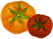 impression photo "tomate" en diff. grandeurs