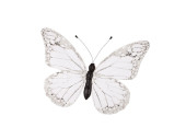 Schmetterling "PVC bedruckt" weiss 20 x 15cm