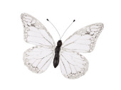 papillon "PVC imprimé" blanc 30 x 22cm