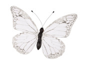 Schmetterling "PVC bedruckt" weiss 50 x 35cm