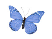papillon "PVC imprimé" bleu 20 x 15cm