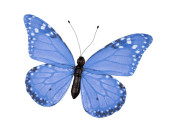 butterfly "PVC printed" blue 30 x 22cm