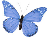 butterfly "PVC printed" blue 80 x 60cm