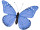 Schmetterling "PVC bedruckt" blau 80 x 60cm