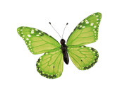 butterfly "PVC printed" green 20 x 15cm