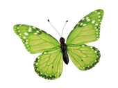 butterfly "PVC printed" green 30 x 22cm