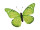 butterfly "PVC printed" green 30 x 22cm