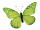 butterfly "PVC printed" green 50 x 35cm