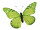 papillon "PVC imprimé" vert 50 x 35cm