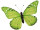 Schmetterling "PVC bedruckt" grün 80 x 60cm