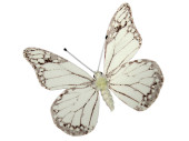 Schmetterlinge 6er Set mit Magnet/Klipp weiss 8 x 5,5cm