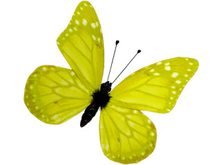 Schmetterlinge 6er Set mit Magnet/Klipp gelb 8 x 5,5cm