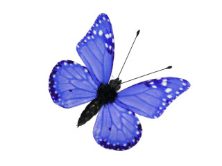 Schmetterlinge 6er Set mit Magnet/Klipp blau 5 x 4cm