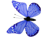 butterflies 6 pcs. with magnet/clip blue 8 x 5,5cm